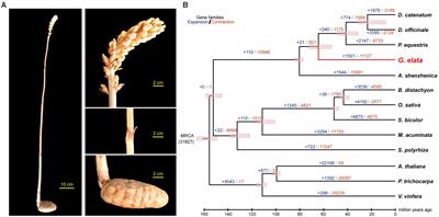 Improved de novo Assembly of the Achlorophyllous Orchid Gastrodia elata